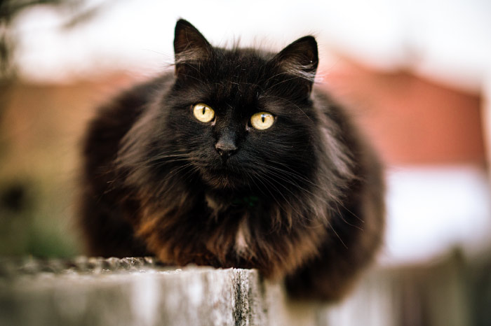 Black Siberian Cat