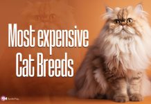 Most expensive Cat Breeds