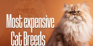 Most expensive Cat Breeds