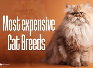 Most expensive Cat Breeds