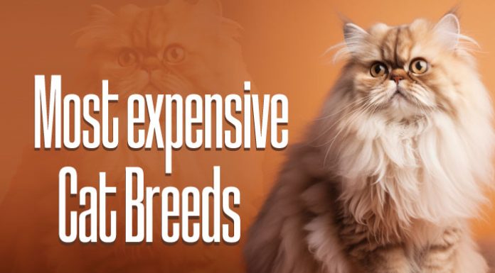 Most expensive Cat Breeds