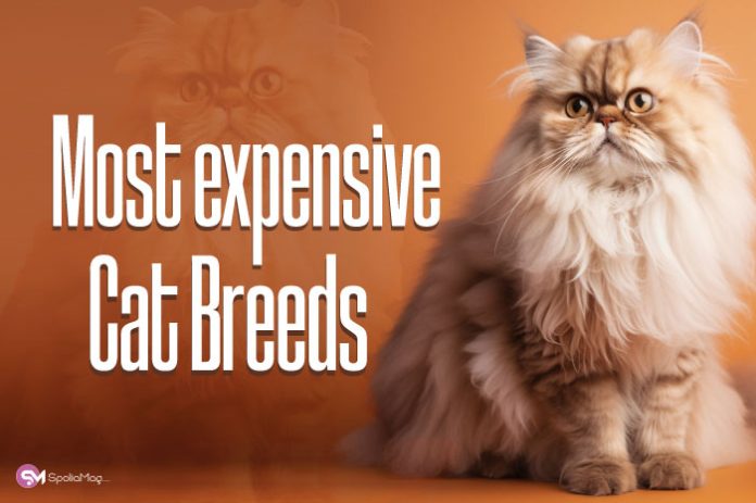 Most expensive Cat Breeds