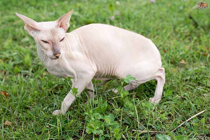 Peterbald