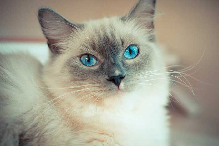 Ragdoll