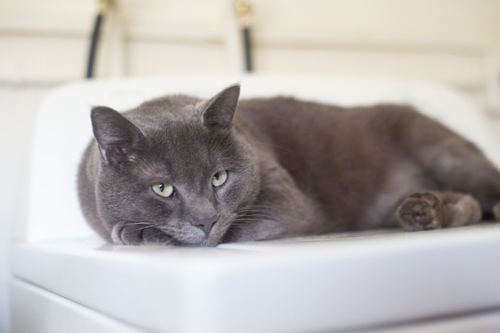 Russian Blue Cat