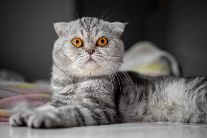 Scottish Fold