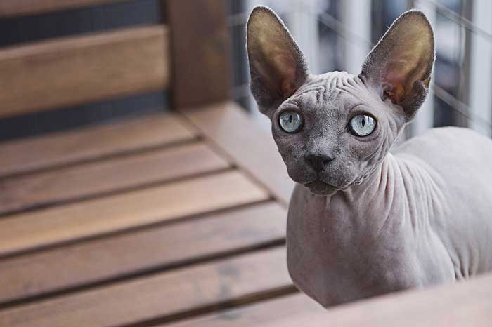 The Sphynx