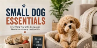 Small Dogs Essentials