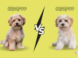 Havapoo vs Cavapoo: Which Breed is Right for You? Havapoo and Cavapoo