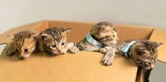 How to Buy a Bengal Kitten