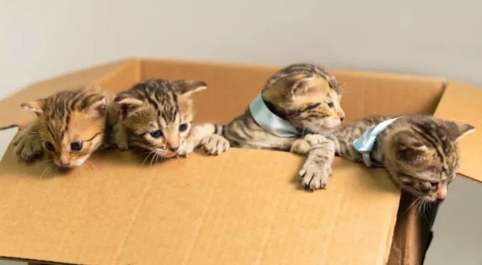 How to Buy a Bengal Kitten