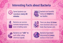 8 Interesting Facts about Bacteria facts about bacteria