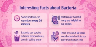 8 Interesting Facts about Bacteria facts about bacteria