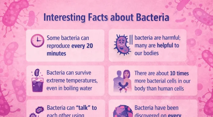 8 Interesting Facts about Bacteria facts about bacteria