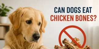 Can Dogs Eat Chicken Bones