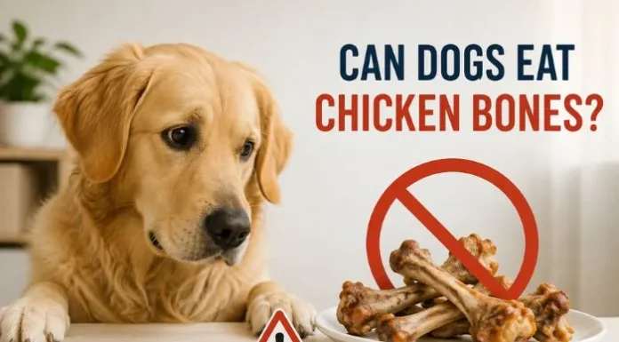 Can Dogs Eat Chicken Bones? What to Do If Your Dog Ate One Can Dogs Eat Chicken Bones