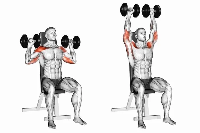 Seated dumbbell overhead press showing start and finish positions with shoulder and triceps muscles highlighted.