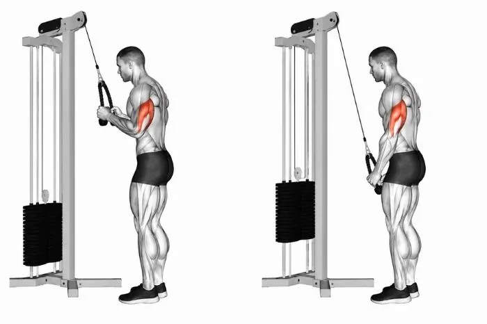Cable rope triceps pushdown showing start and finish positions with triceps muscles highlighted.
