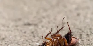 how to get rid of cockroaches
