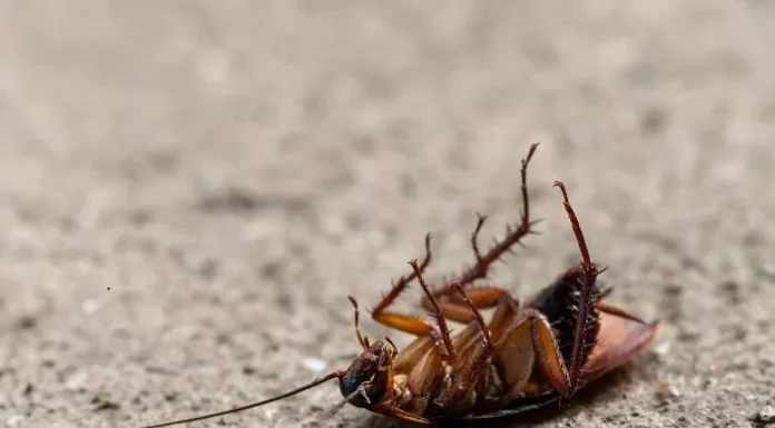 How to Eliminate “Indestructible” Cockroaches From Your Property Once and for All how to get rid of cockroaches