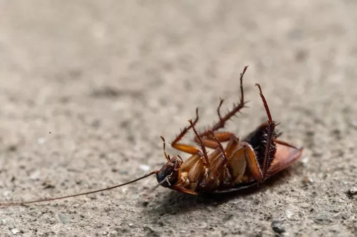 how to get rid of cockroaches
